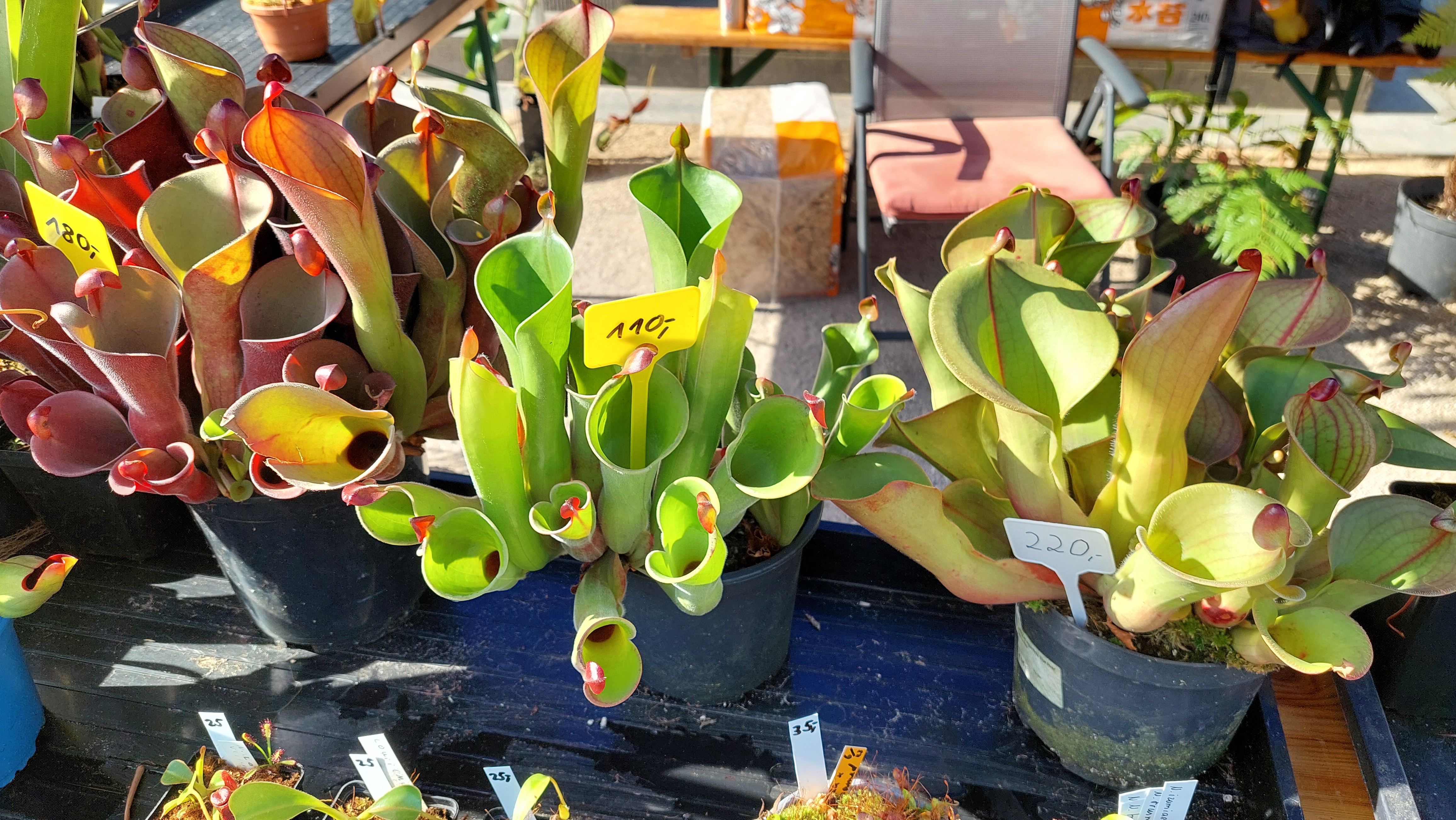 Collections de plantes carnivores