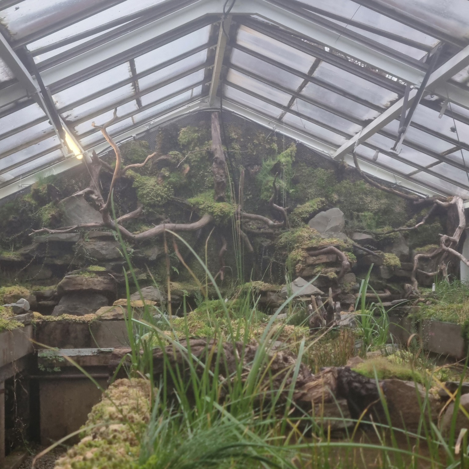 Détail de plante carnivore