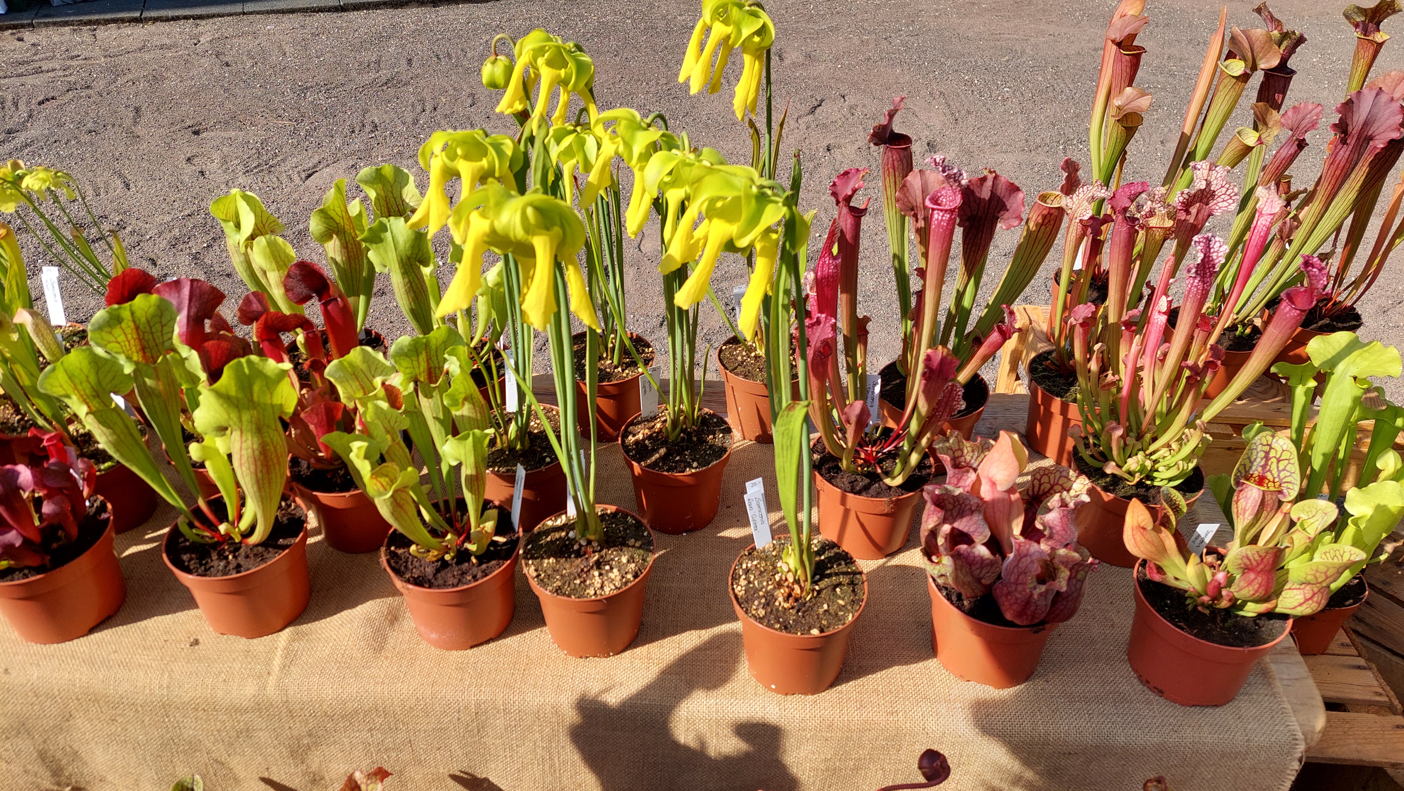 Collection de plantes carnivores