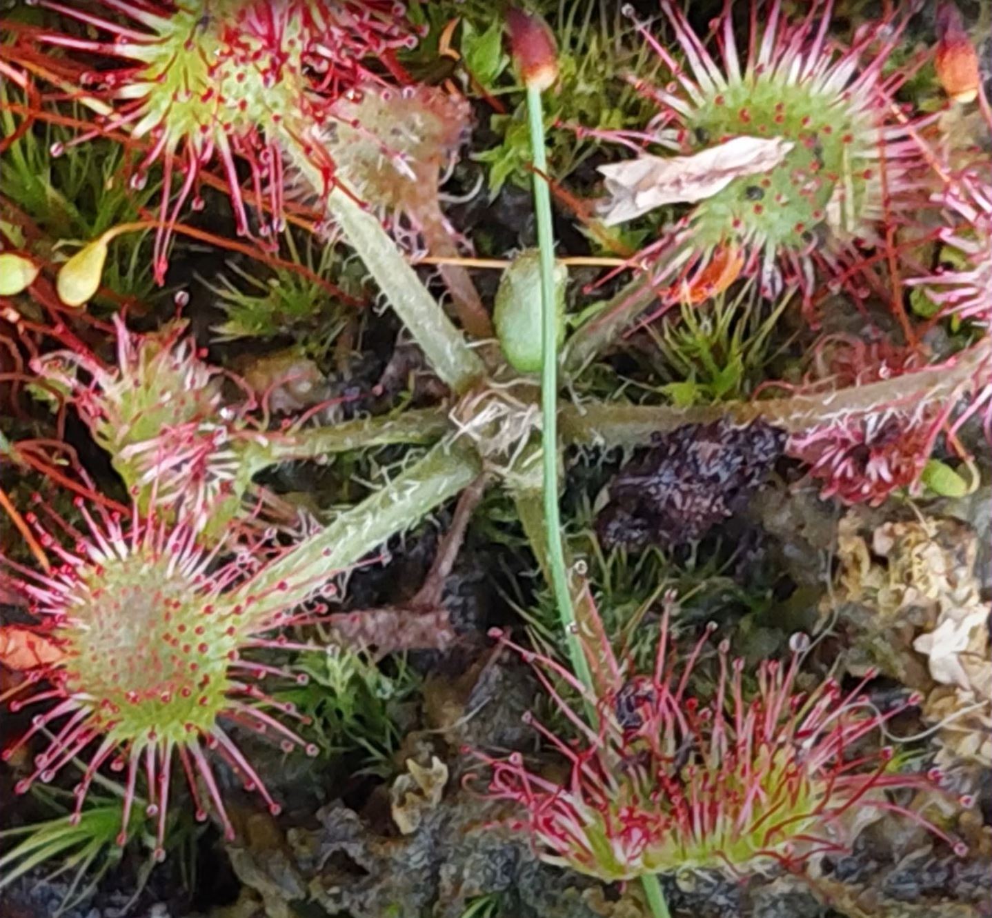 Tourbière à Drosera rustiques avec Drosera rotundifolia et Drosera anglica