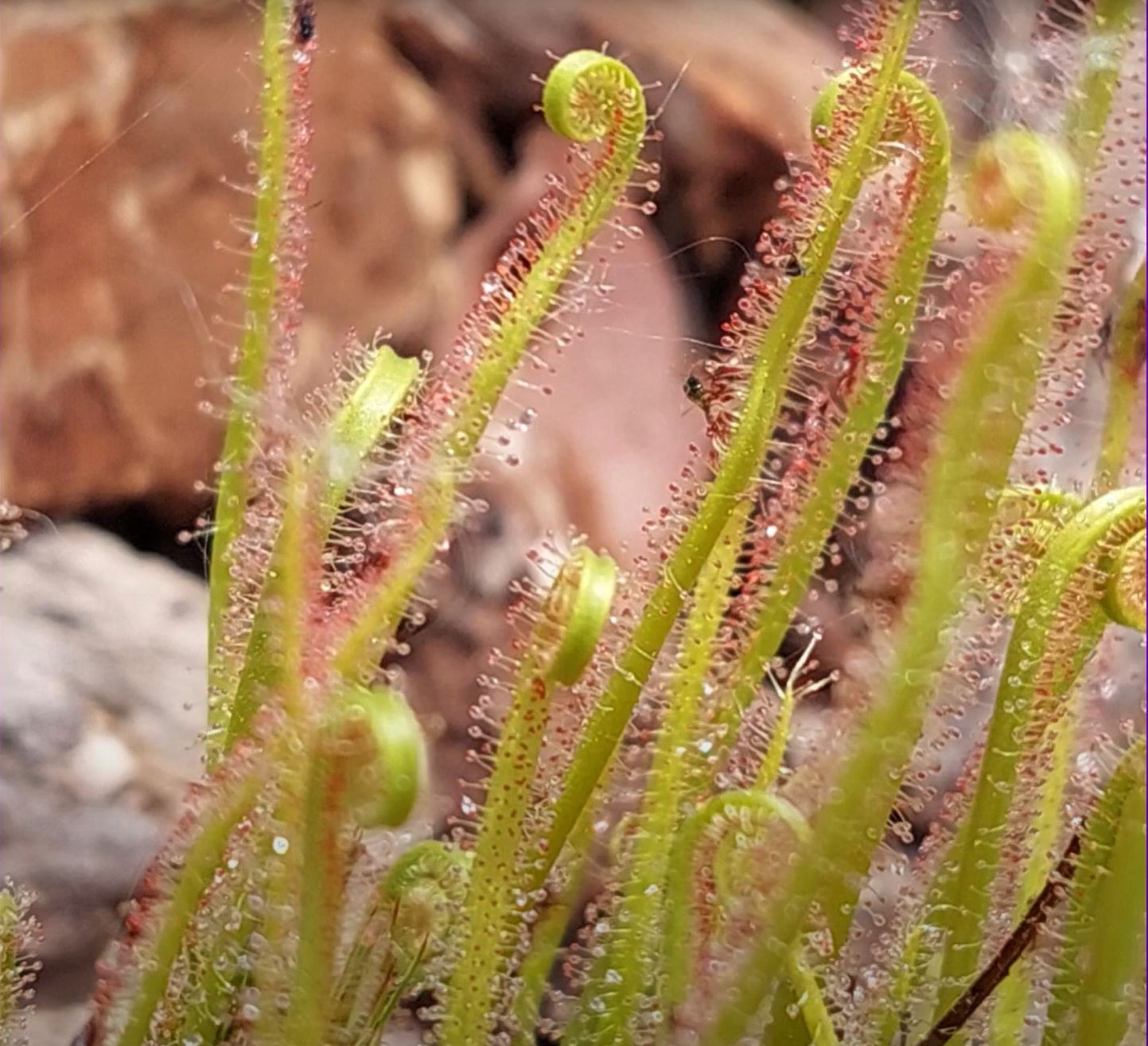 Tourbière Nord-Américaine avec Drosera filiformis dans l'installation des Gloutonnes
