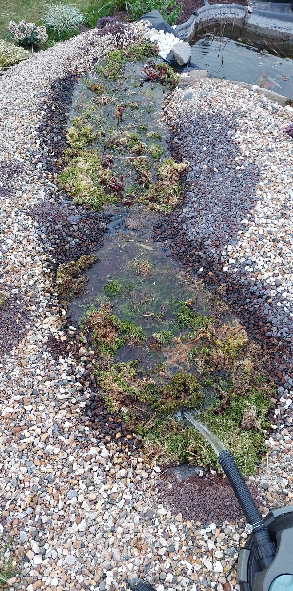 Étang et rivière artificielle à Darlingtonia californica chez Les Gloutonnes