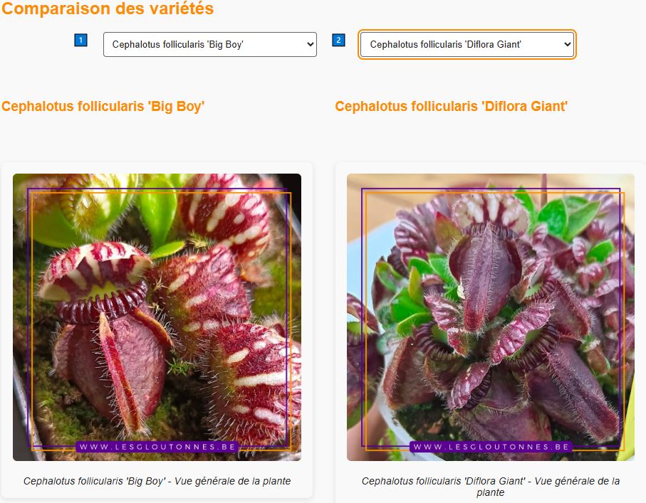 Application guide de culture pour Cephalotus follicularis