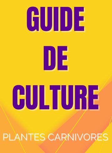 Guide de culture des plantes carnivores par Les Gloutonnes - Conseils pour Dionaea, Sarracenia et Nepenthes