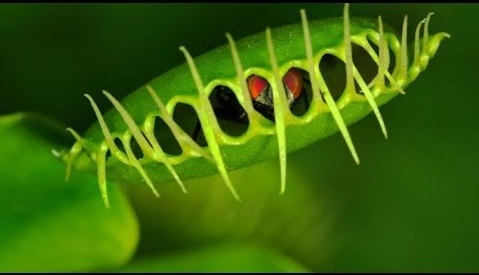 Collection de cultivars rares de Dionaea muscipula (plante attrape-mouches) chez Les Gloutonnes