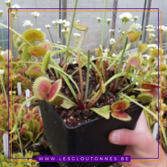 Dionaea "Carnivoria Clone 005"