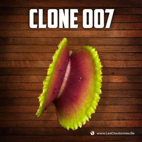 Dionaea "Carnivoria Clone 007"