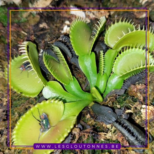 Dionaea "Carnivoria Clone 013"