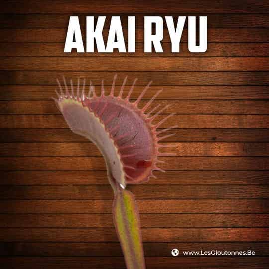 Dionaea 'Akai Ryu'
