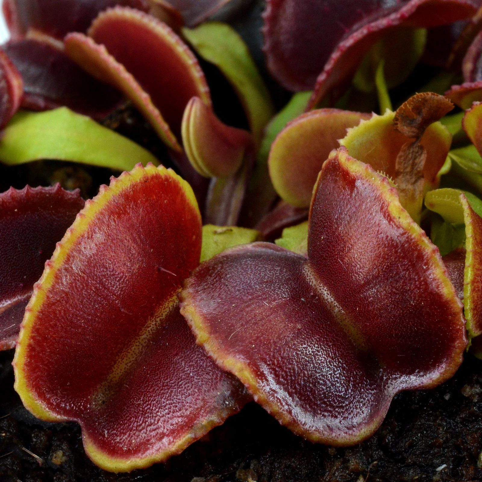 Dionaea "Amarone"