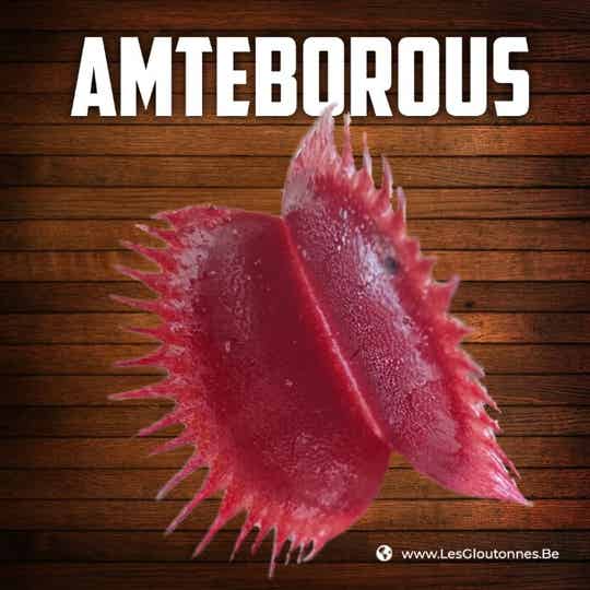 Dionaea "Amteborus"