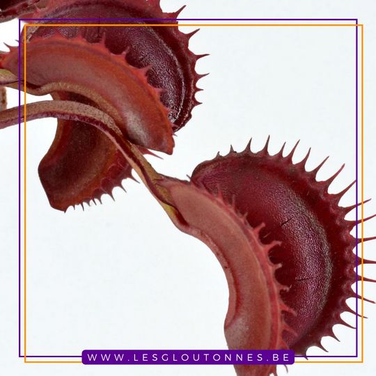 Dionaea "Archangel"