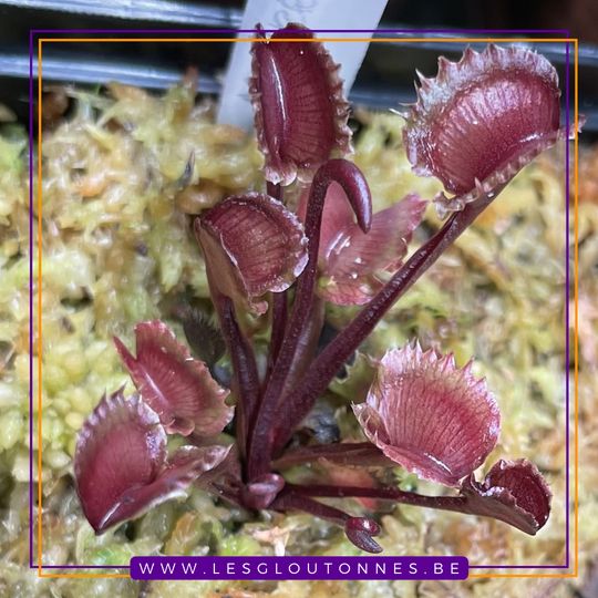 Dionaea "AR Werewolf"