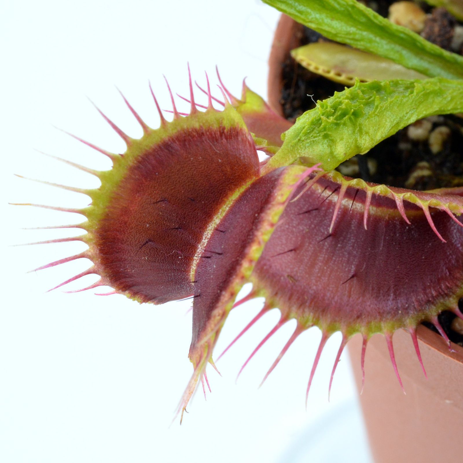 Dionaea "Aspera"