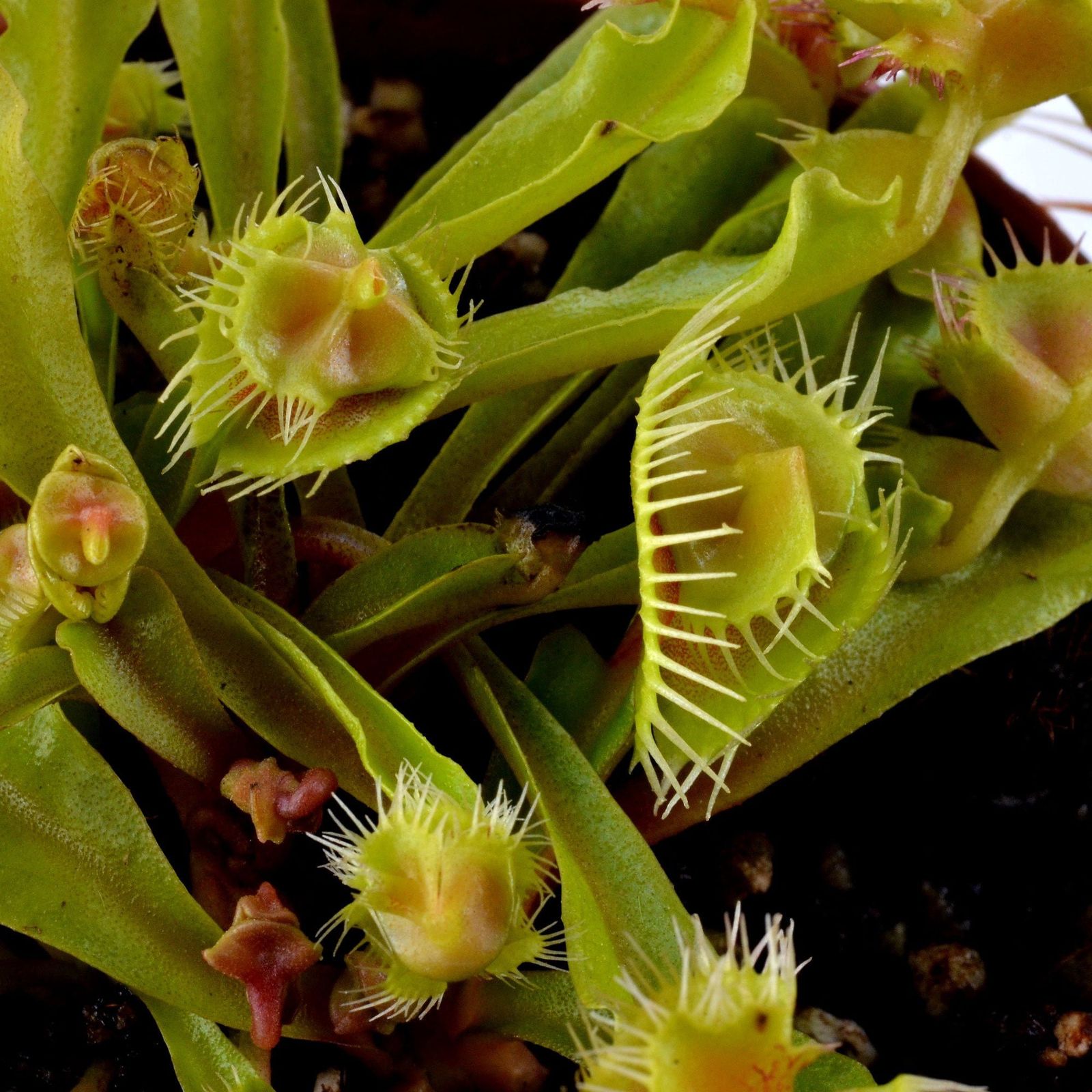 Dionaea "Autokrator"