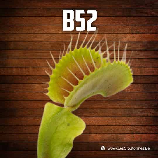 Dionaea 'B52'