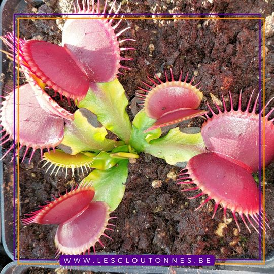 Dionaea "B52 Canada"
