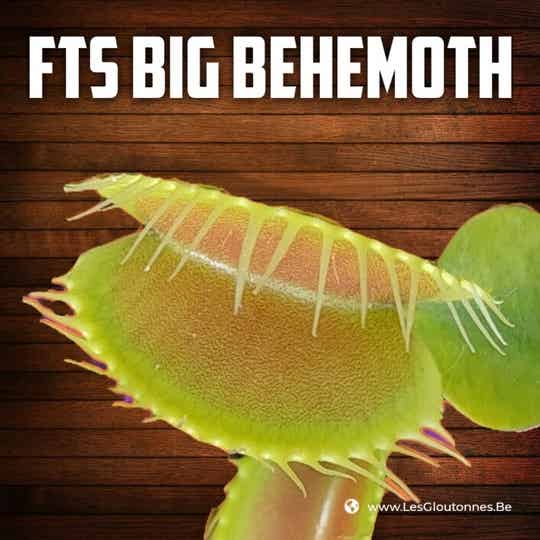 Dionaea "Big Behemoth"