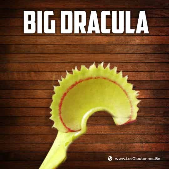 Dionaea "Big Dracula"