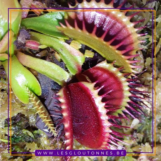 Dionaea 'Bimbo'