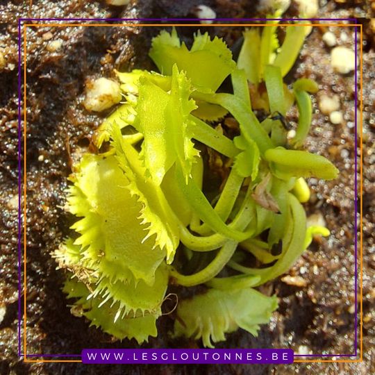 Dionaea "Biohazard 2"
