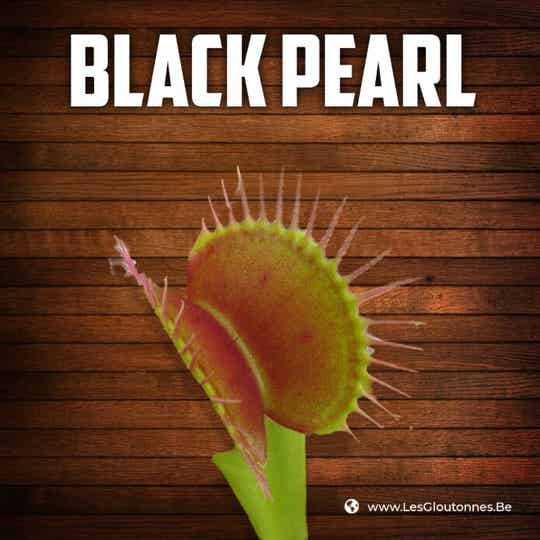 Dionaea "Black Pearl"