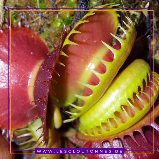 Dionaea "GJ Bloody Nurse"