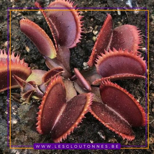 Dionaea 'Bohemian Garnet'