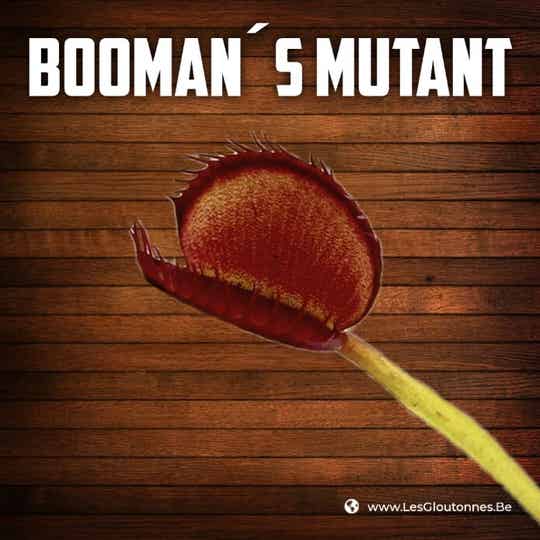 Dionaea "Booman's Mutant"