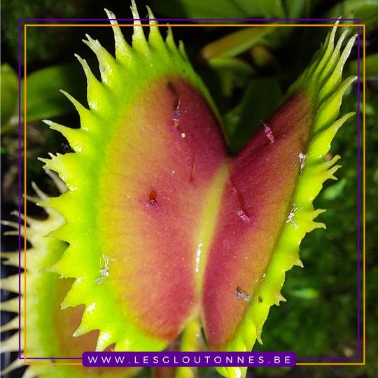 Dionaea "Brutal Shark"