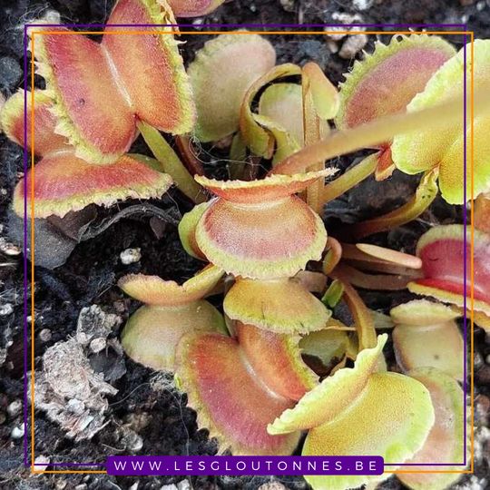 Dionaea "Candy Cane"