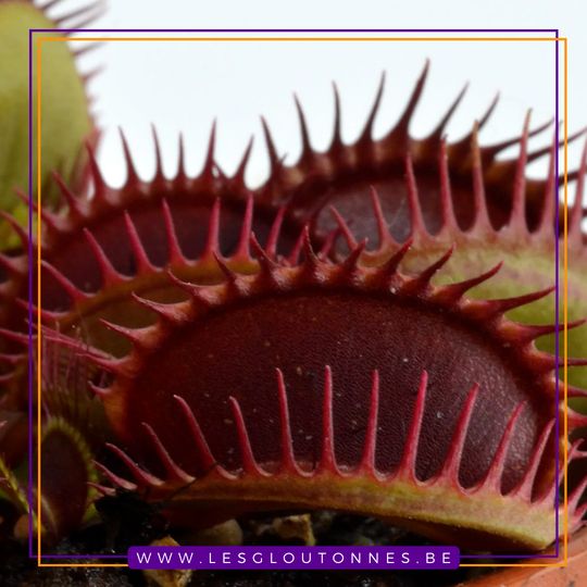 Dionaea "Centurion"