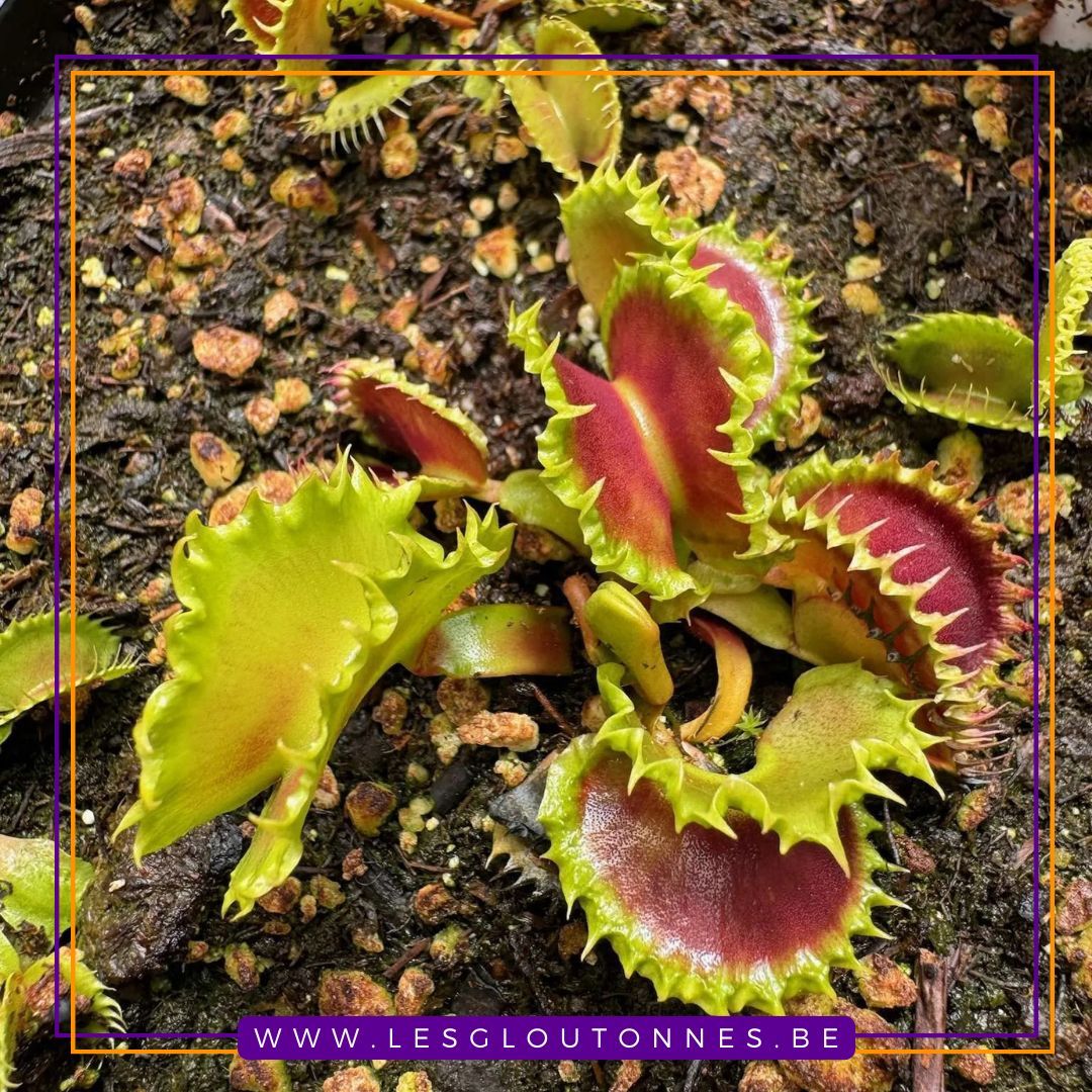 Dionaea "Chinese Dumpling"