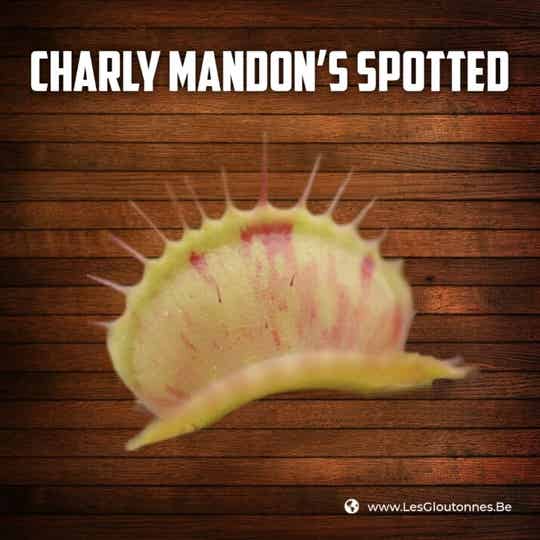 Dionaea "Charly Mandon's Spotted"