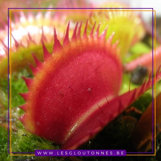 Dionaea "Coq Couché"