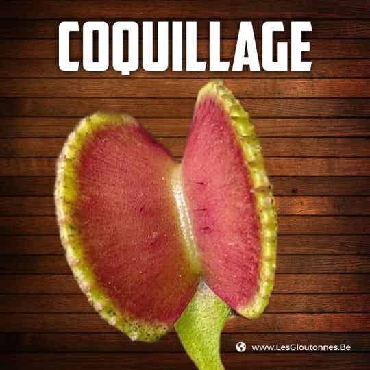 Dionaea 'Coquillage'