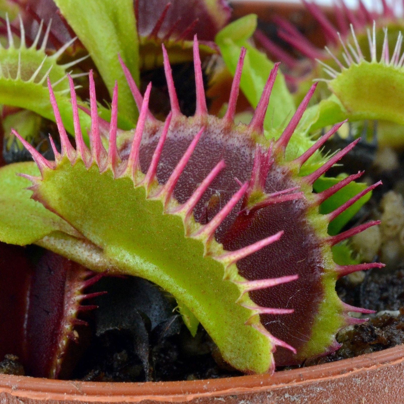 Dionaea "Corona Di Spine"