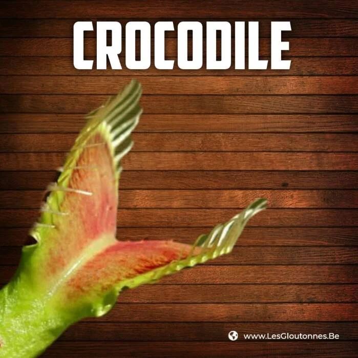 Dionaea 'Crocodile'