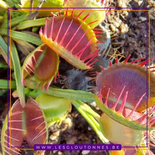 Dionaea 'Cross Teeth'