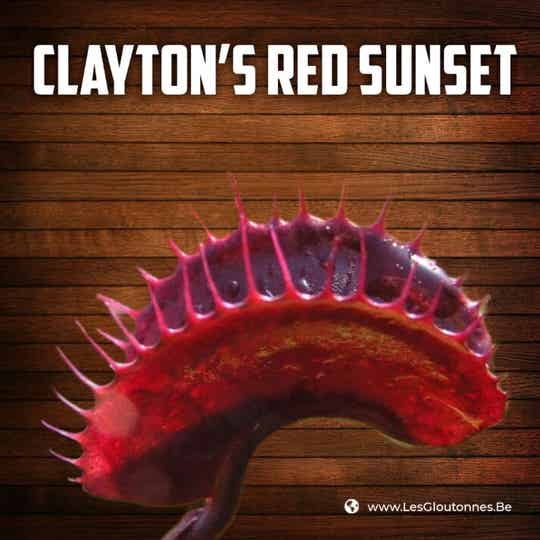 Dionaea "Clayton's Red Sunset"