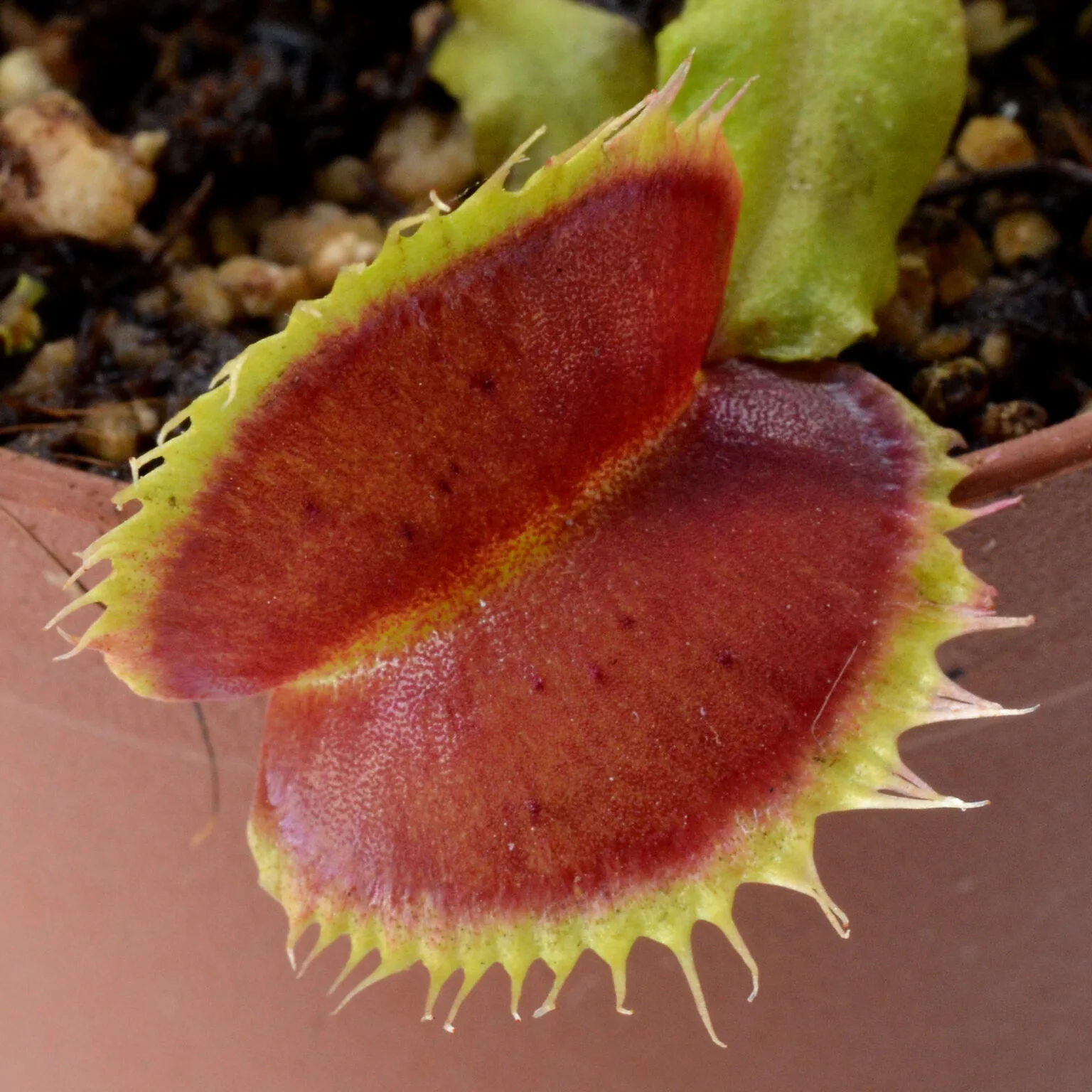 Dionaea "Curled"