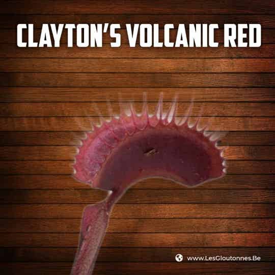 Dionaea "Clayton's Volcanic Red"