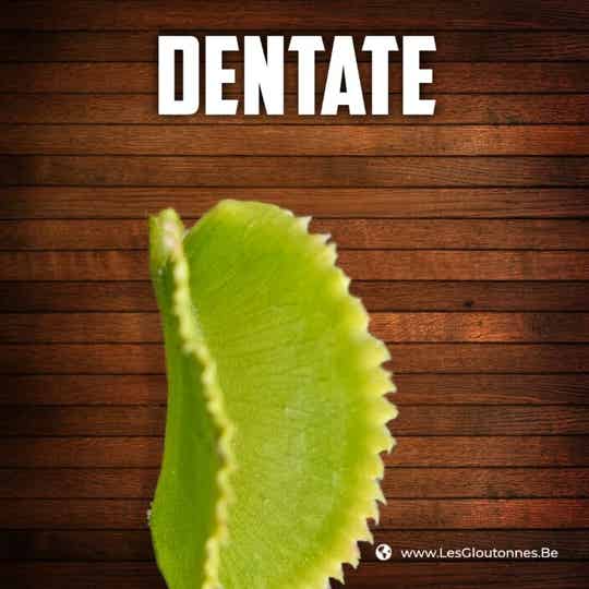 Dionaea 'Dentate'
