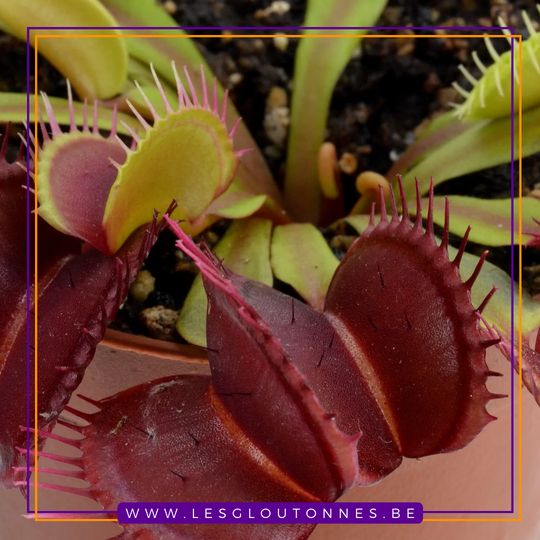 Dionaea "Diablo"