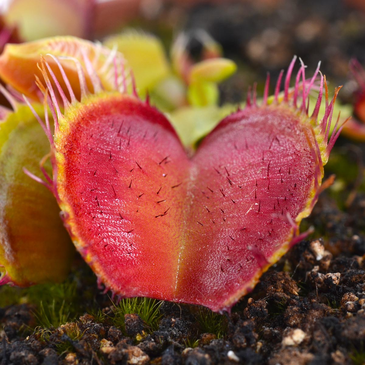 Dionaea 'Fiama'