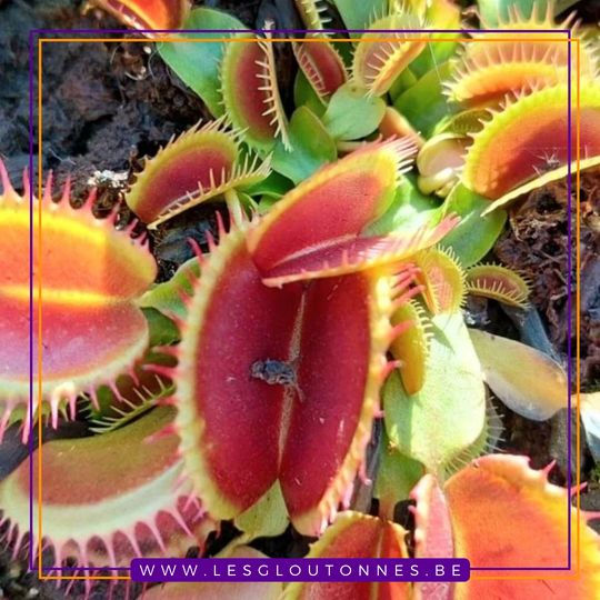 Dionaea 'FTS Flaming Lips'
