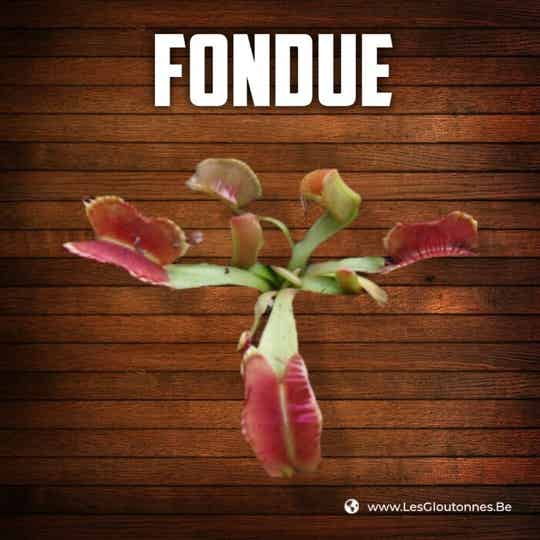 Dionaea 'Fondue'