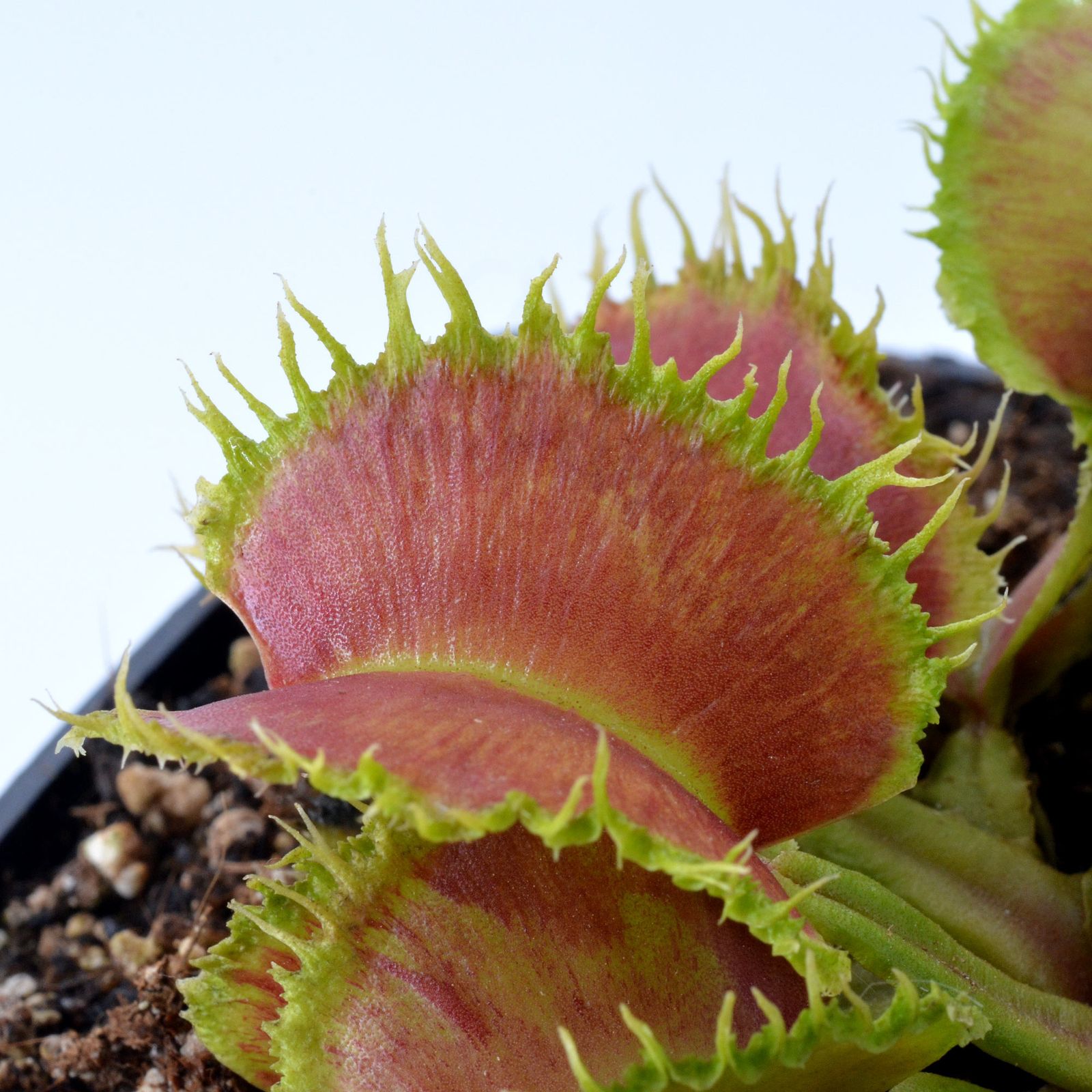 Dionaea 'Fuego Radioactivo'