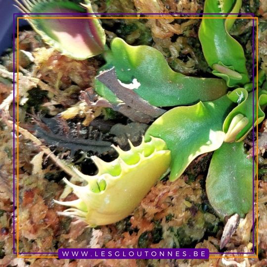 Dionaea "Extreme Fused Tooth"