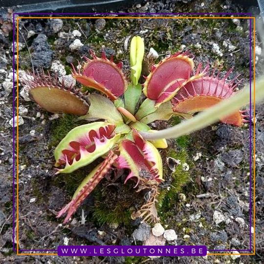 Dionaea "Fuzzy Tooth"